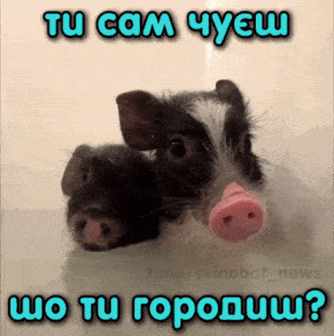 a picture of two pigs with a caption that says " tu cam yyeu "