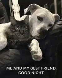 Cats Snuggle GIF - Cats Snuggle Dogs GIFs