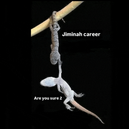 a lizard is hanging from a branch with the caption jimiah career