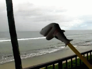 Shark Attack! GIF - Shark Runner Silly GIFs