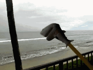 a person is holding a stuffed shark on a stick in front of the ocean