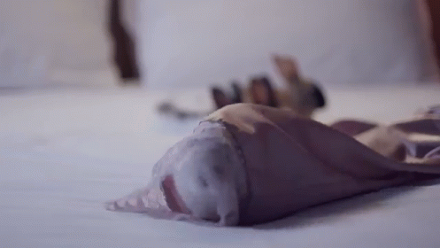 Soft Like A, Well... GIF - Bunnies Rabbits Surprise GIFs