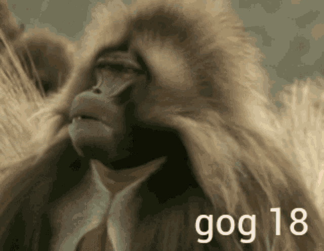 Gog Gog Monkey GIF