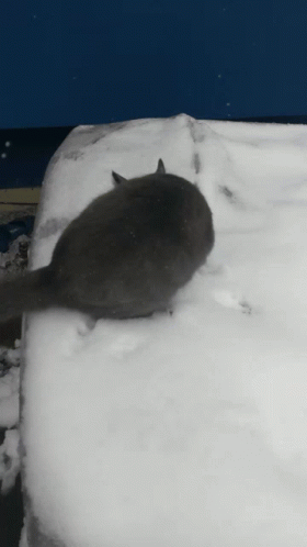 Snow Cat GIF - Snow Cat GIFs