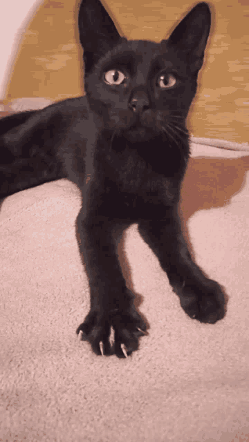 a black cat is laying on a pink blanket