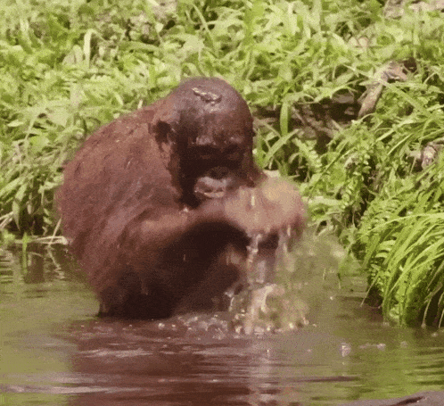 a monkey is standing in a body of water splashing itself