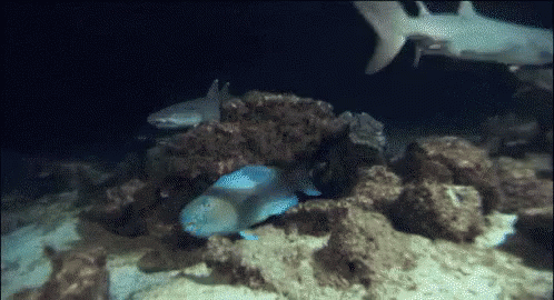 Don'T Move A Fin GIF - Dont Move A Fin Sharks Fish GIFs