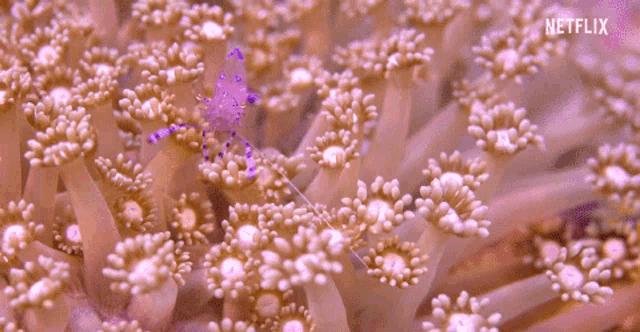 a close up of a coral with a netflix logo on the bottom