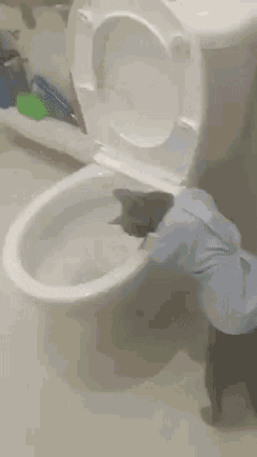 Cat Toilet GIF - Cat Toilet Fail GIFs