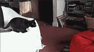 a black cat is sitting on a white couch in a living room .
