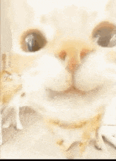 a close up of a cat looking at the camera with a blurred background .