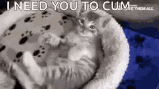 Rub My Belly Cat GIF - Rub My Belly Cat I Need You To Cum GIFs