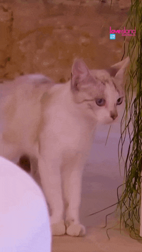 a white cat is standing in front of a wall with love island written on it