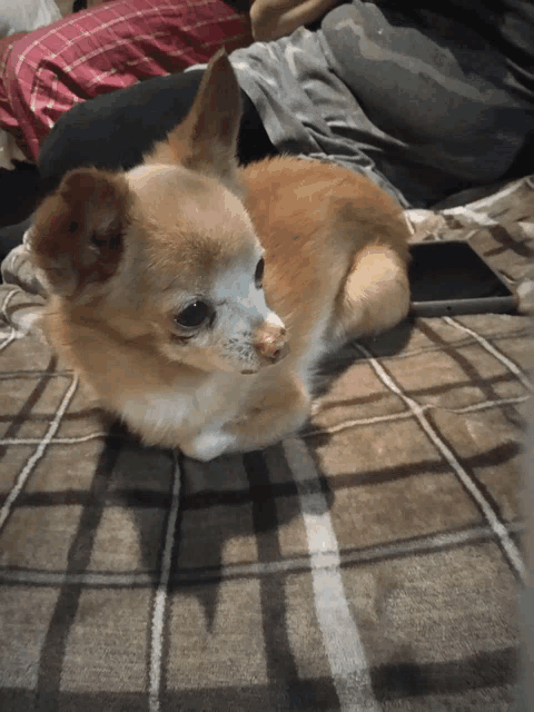 a small chihuahua dog laying on a plaid blanket