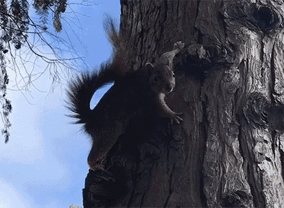 a squirrel is climbing up a tree trunk with a blue sky behind it