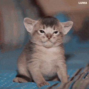 a kitten is sitting on a person 's lap and the word luma is on the bottom of the image