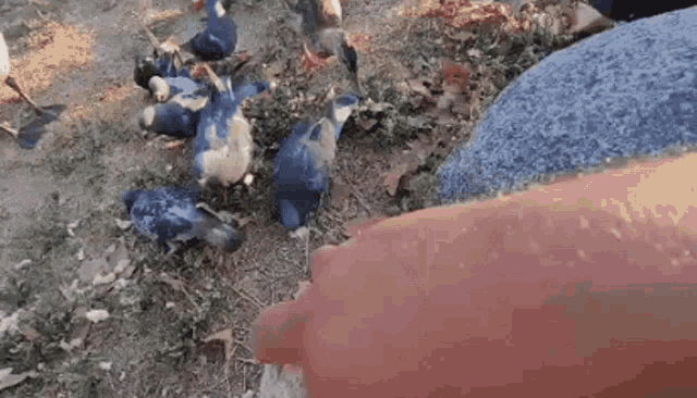 a person is feeding a group of pigeons on the ground .