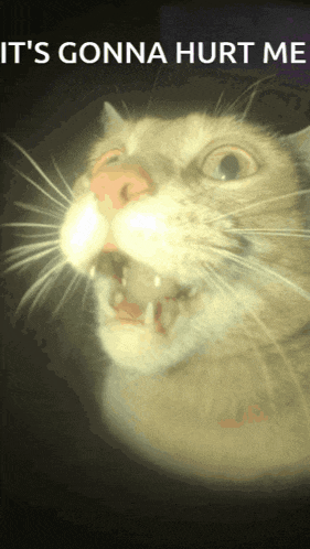 a cat with its mouth open and the words it 's gonna hurt me behind it