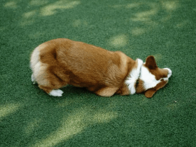 a dog is laying on its back on a green lawn