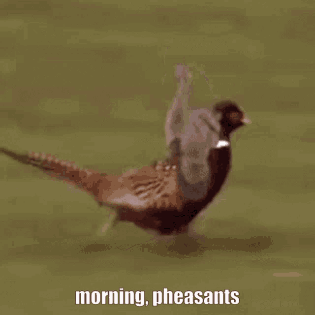 a pheasant is flying in the air with the words morning pheasants written below it