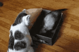 a black and white cat is playing with a bird in a cardboard box