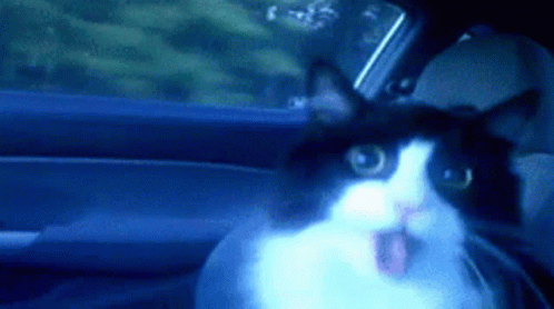 Cat In GIF - Cat In Car GIFs