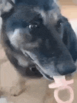 a close up of a dog eating a pacifier with its mouth open .