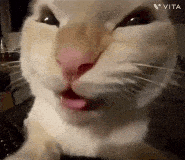 a close up of a cat 's face with its tongue out