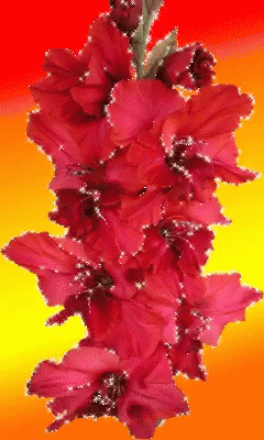 Red Flowers Flowers GIF - Red Flowers Flowers GIFs