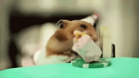 عيد مولد سعيد GIF - Happy Birthday Hamster Cake GIFs