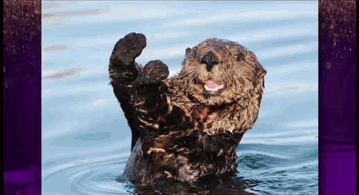 Benedict Sea Otter GIF - Benedict Sea Otter Put Em Up GIFs
