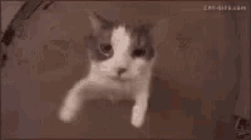 Kitty Love GIF