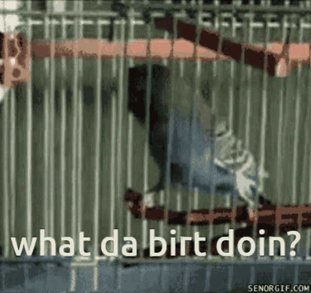 a bird in a cage with the words what da birt doin written above it