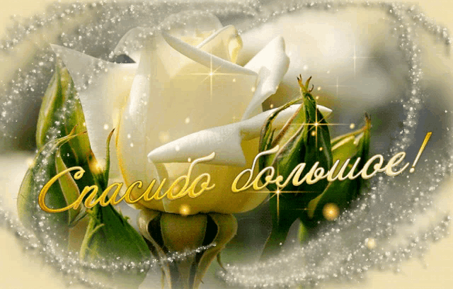 a picture of a white rose with the words спасибо большое