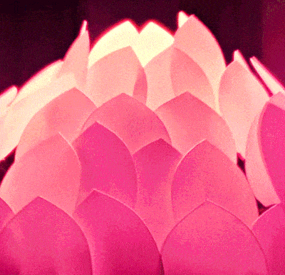 a close up of a pink and white flower