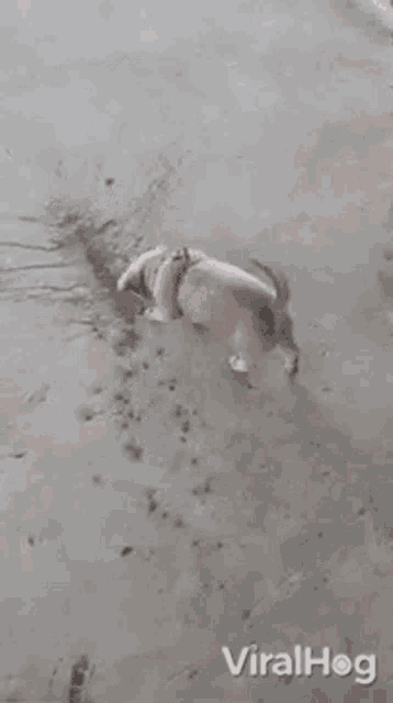 a dog is standing on a concrete surface and looking at something .