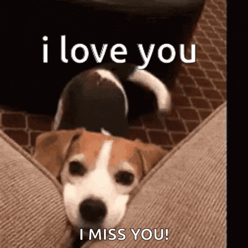 a beagle dog is laying on a couch and says `` i love you i miss you '' .