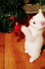 メリークリスマス 猫 ネコ ねこ GIF - Kitten Cat Play GIFs