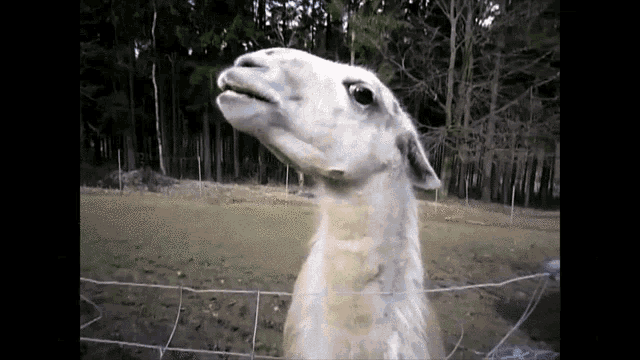 Llama Spucken GIF