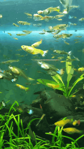 a group of fish are swimming in a tank surrounded by greenery