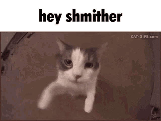 a gray and white cat is looking at the camera with the words `` hey shmither '' written above it .