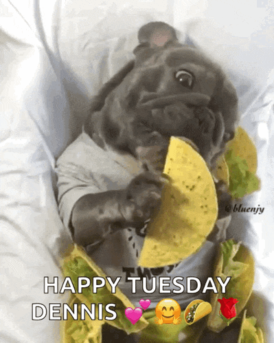 a picture of a dog eating a taco with the words happy tuesday dennis