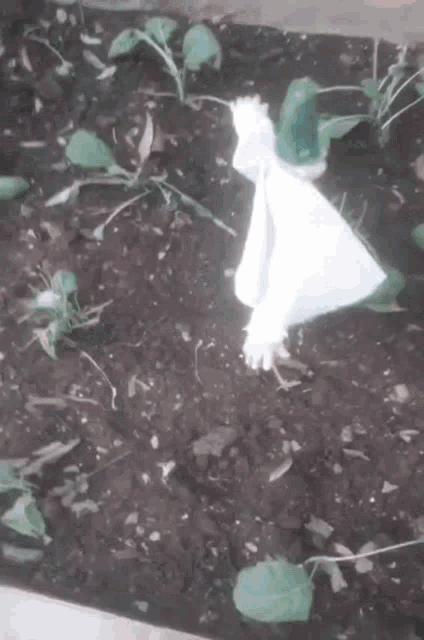 a white bag is laying in the dirt in a garden .