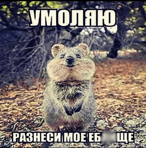 a picture of a smiling animal with a caption in russian