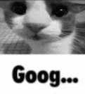 a black and white photo of a cat looking at the camera with the words goog written below it .