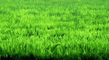 a field of tall green grass blowing in the wind .