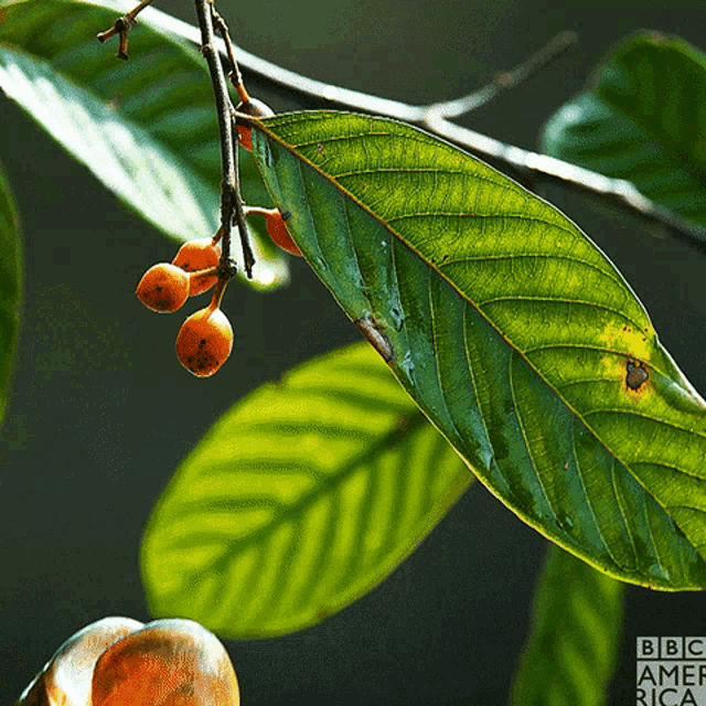 a close up of a leaf with the bbc america logo in the corner