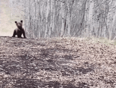 a brown bear is standing on a dirt path in the woods