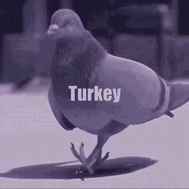 Turkey Pigeon GIF - Turkey Pigeon Thanksgiving GIFs