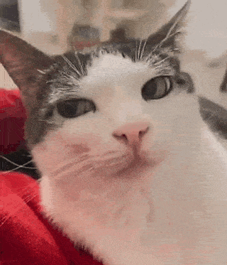 a close up of a cat looking at the camera .